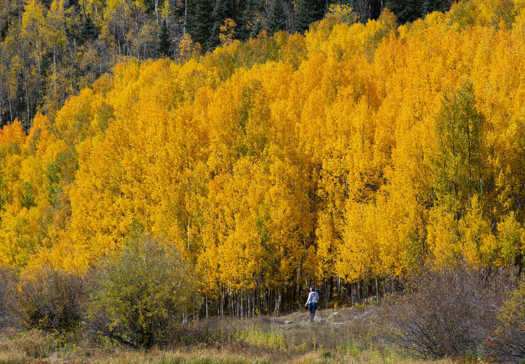 09_29_21 aspens 01668.jpg